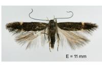 Aproaerema anthyllidella