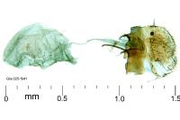 Aproaerema anthyllidella