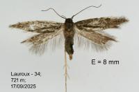 Aproaerema suecicella
