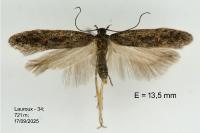 Athrips thymifoliella