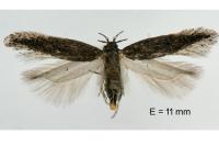 Athrips thymifoliella