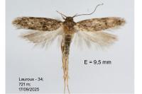 Bryotropha affinis