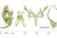 Bryotropha affinis