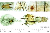 Bryotropha affinis
