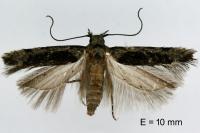 Carpatolechia decorella