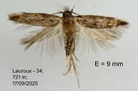 Caryocolum alsinellum