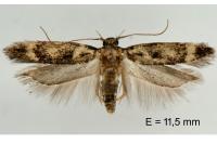 Caryocolum habeleri