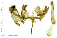 Caryocolum habeleri