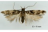 Caryocolum fibigerium