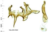 Caryocolum fibigerium