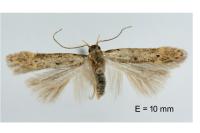 Oxypteryx nigromaculella