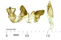 Oxypteryx nigromaculella