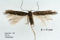 Oxypteryx parahelotella
