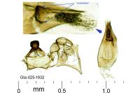 Oxypteryx parahelotella