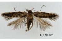 Oxypteryx plumbella