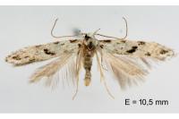 Stenolechia gemmella