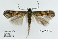 Mompha miscella