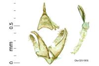 Mompha miscella