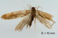 Metalampra italica