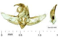 Metalampra italica
