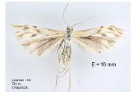 Wheeleria spilodactyla