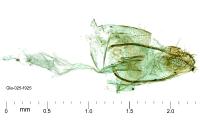 Wheeleria spilodactyla
