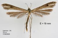 Stenoptilia plagiodactyla