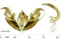 Stenoptilia plagiodactyla