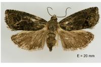 Cydia splendana