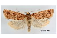 Lozotaeniodes formosana