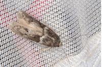 Blastobasis glandulella