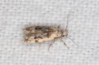 Altenia scriptella