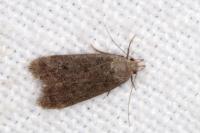 Anacampsis timidella