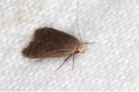 Anacampsis timidella