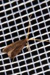 Lecithocera nigrana