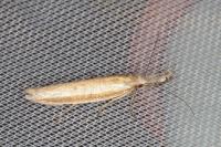 Pleurota aristella