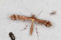 Oxyptilus