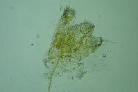 Coptotriche heinemanni