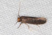 Cephimallota crassiflavella