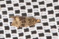 Celypha lacunana