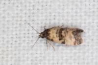 Cochylichroa atricapitana