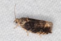Eudemis profundana