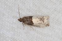 Notocelia roborana