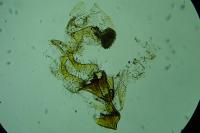 Coleophora serratella