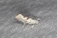 Niphonympha dealbatella