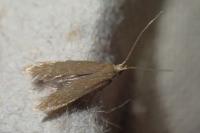 Coleophora serratella