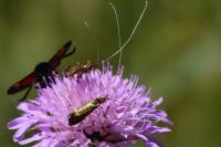 Nemophora metallica
