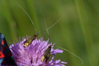 Nemophora metallica