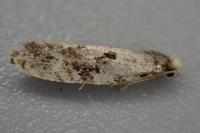 Nemapogon ruricolellus