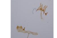Nemapogon ruricolellus